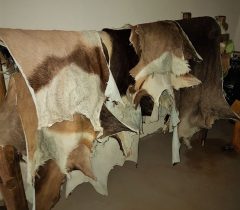 Infinito Taxidermy Services