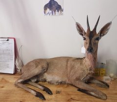 Infinito Taxidermy Services