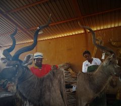 Infinito Taxidermy Services