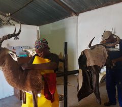 Infinito Taxidermy Services