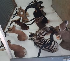 Infinito Taxidermy Services