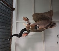 Infinito Taxidermy Services