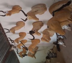 Infinito Taxidermy Services