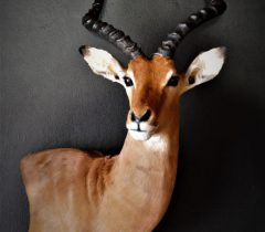 Infinito Taxidermy Services