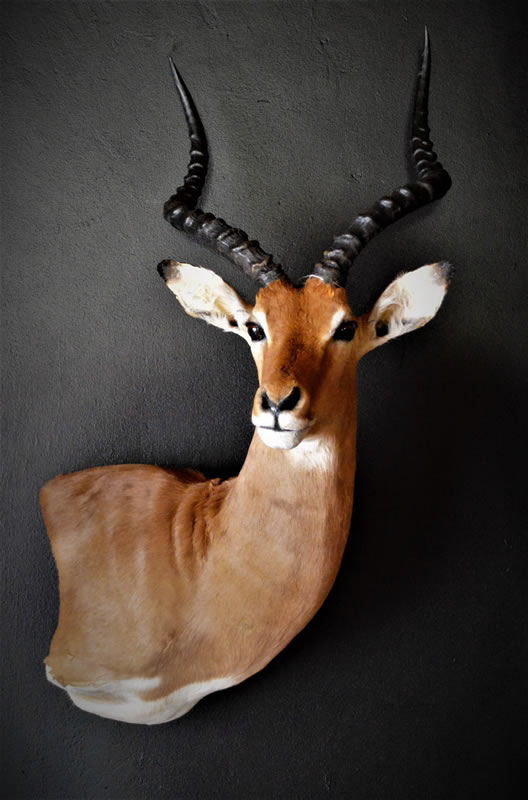 Infinito Taxidermy Services