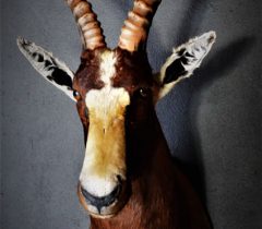 Infinito Taxidermy Services