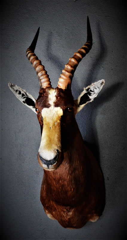 Infinito Taxidermy Services