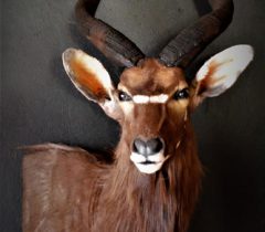 Infinito Taxidermy Services