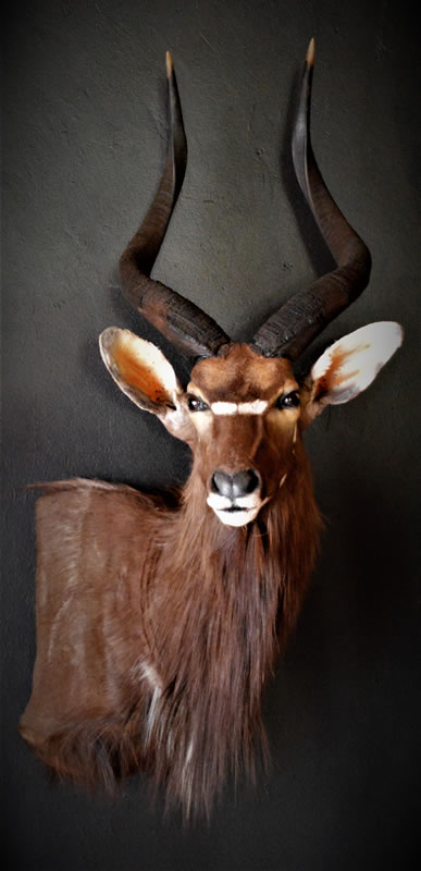 Infinito Taxidermy Services