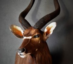 Infinito Taxidermy Services