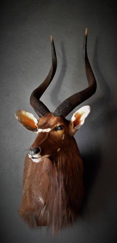 Infinito Taxidermy Services