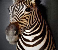 Infinito Taxidermy Services