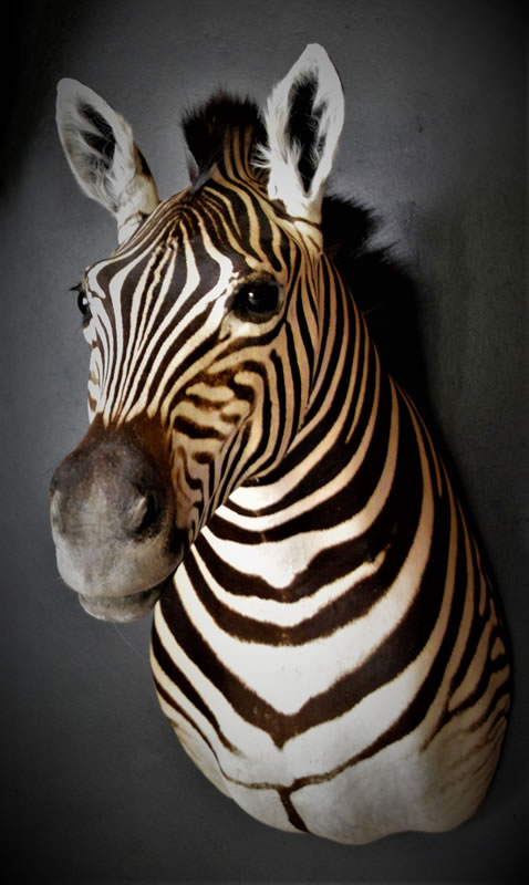 Infinito Taxidermy Services