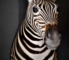 Infinito Taxidermy Services