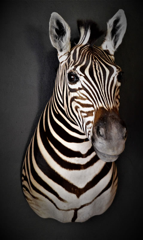 Infinito Taxidermy Services