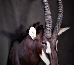 Infinito Taxidermy Services