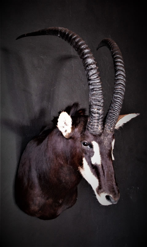 Infinito Taxidermy Services