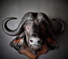 Infinito Taxidermy Services
