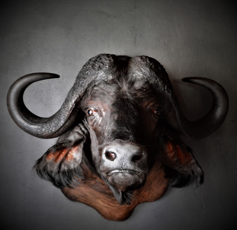 Infinito Taxidermy Services