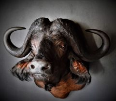 Infinito Taxidermy Services