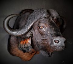 Infinito Taxidermy Services
