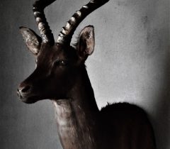 Infinito Taxidermy Services