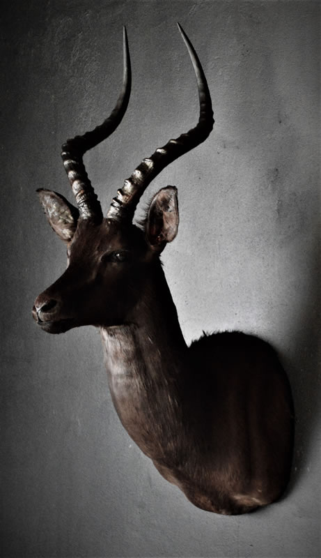 Infinito Taxidermy Services