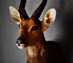 Infinito Taxidermy Services