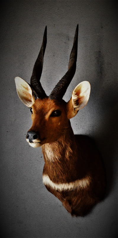 Infinito Taxidermy Services