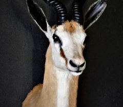 Infinito Taxidermy Services