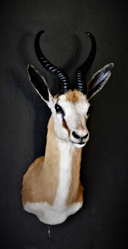 Infinito Taxidermy Services