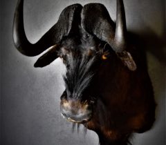 Infinito Taxidermy Services