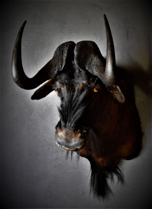 Infinito Taxidermy Services