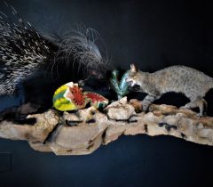 Infinito Taxidermy Services