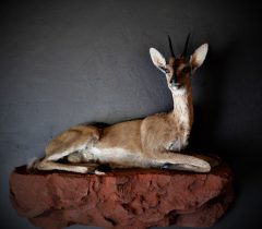 Infinito Taxidermy Services