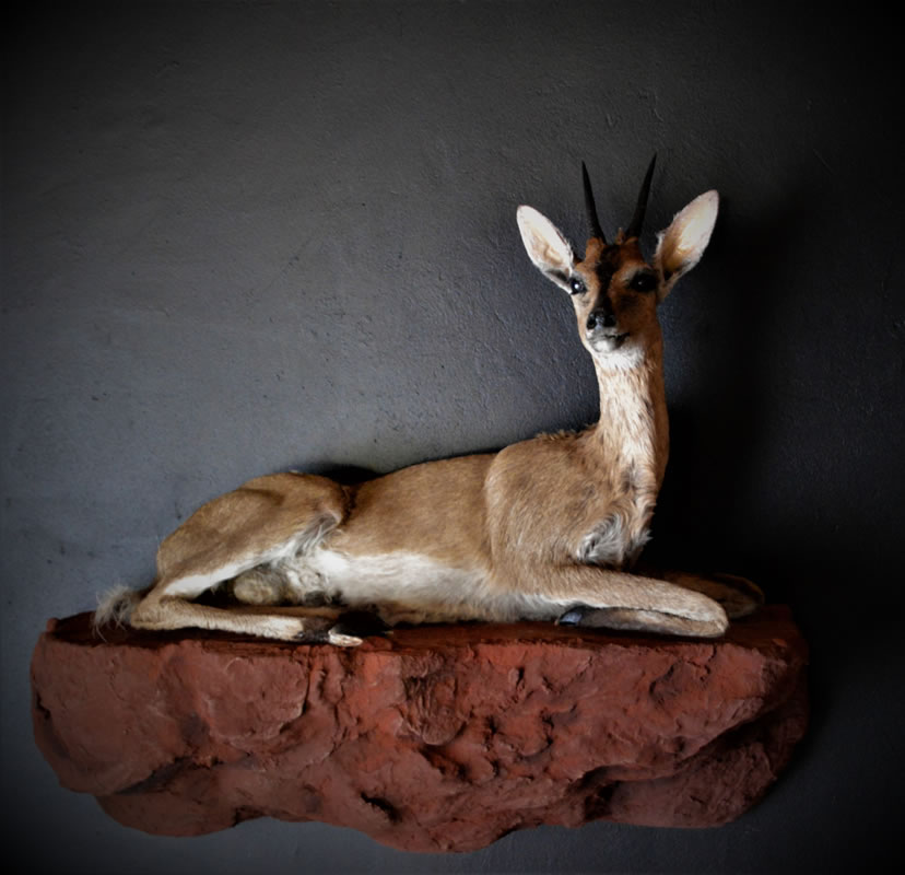 Infinito Taxidermy Services