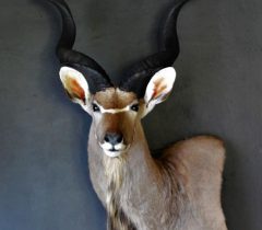 Infinito Taxidermy Services
