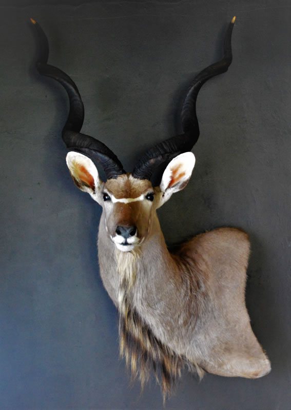 Infinito Taxidermy Services