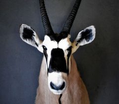 Infinito Taxidermy Services