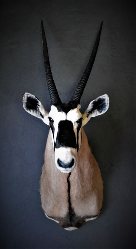 Infinito Taxidermy Services