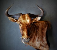 Infinito Taxidermy Services