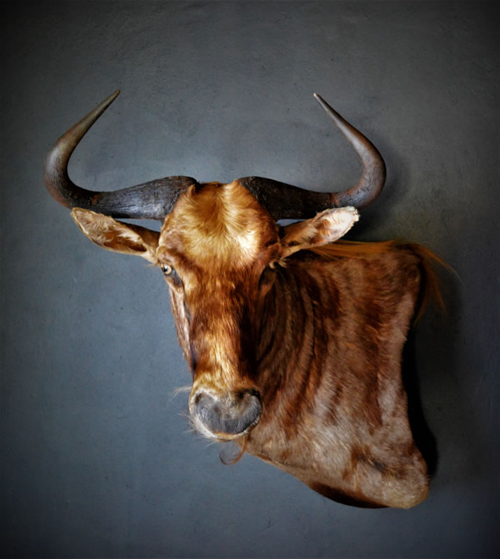 Infinito Taxidermy Services