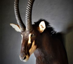 Infinito Taxidermy Services
