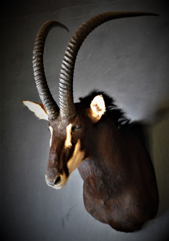 Infinito Taxidermy Services