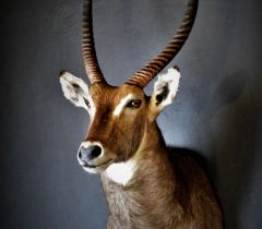Infinito Taxidermy Services