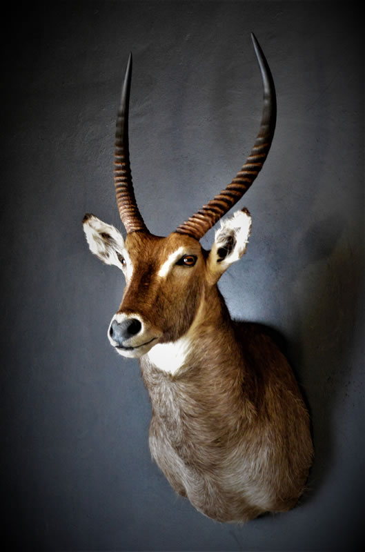Infinito Taxidermy Services